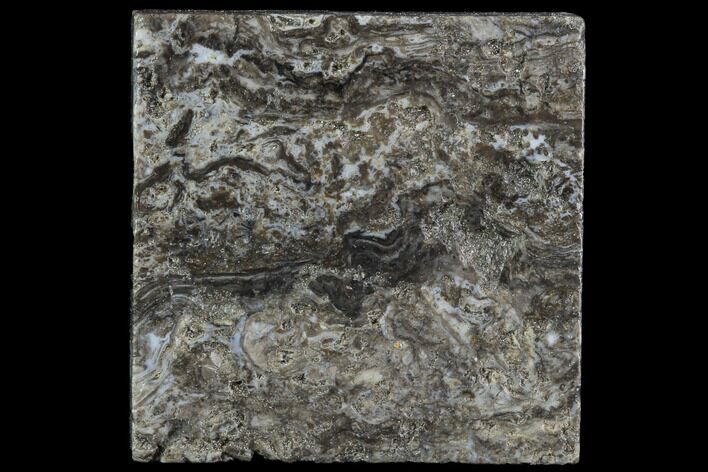 Rhynie Chert - Early Devonian Vascular Plant Fossils #86729